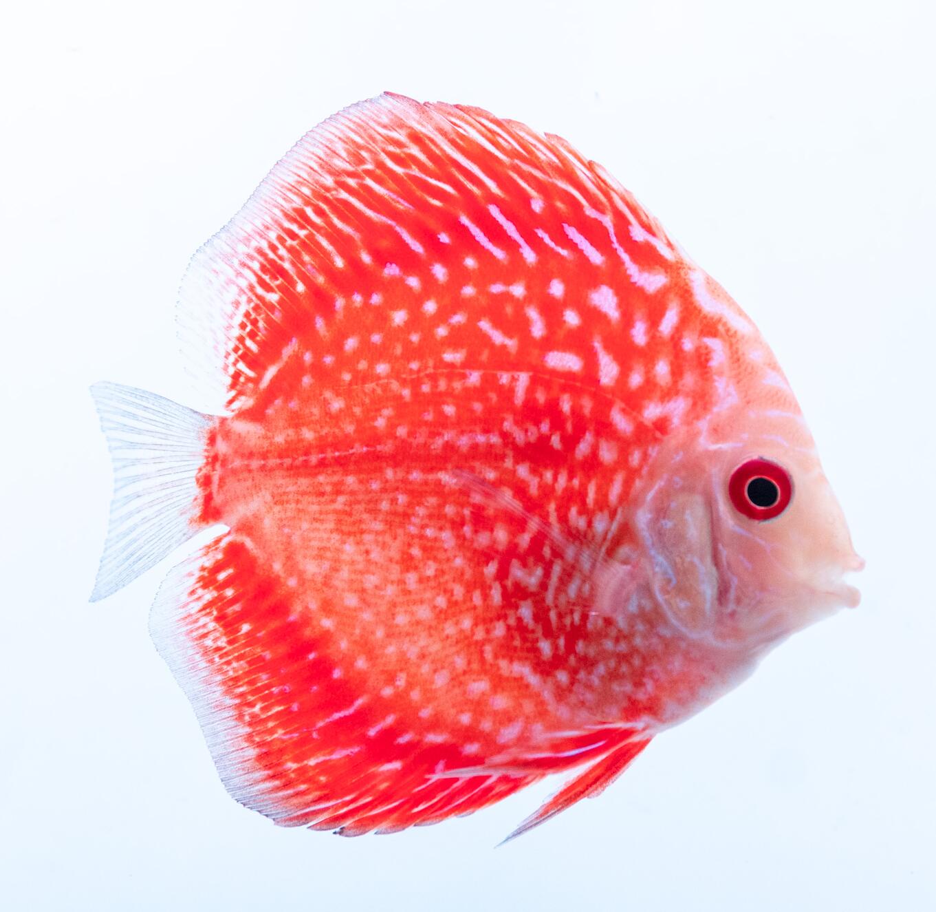 楽天市場】熱帯魚 ディスカス 生体【レッド アナコンダ】 8cm