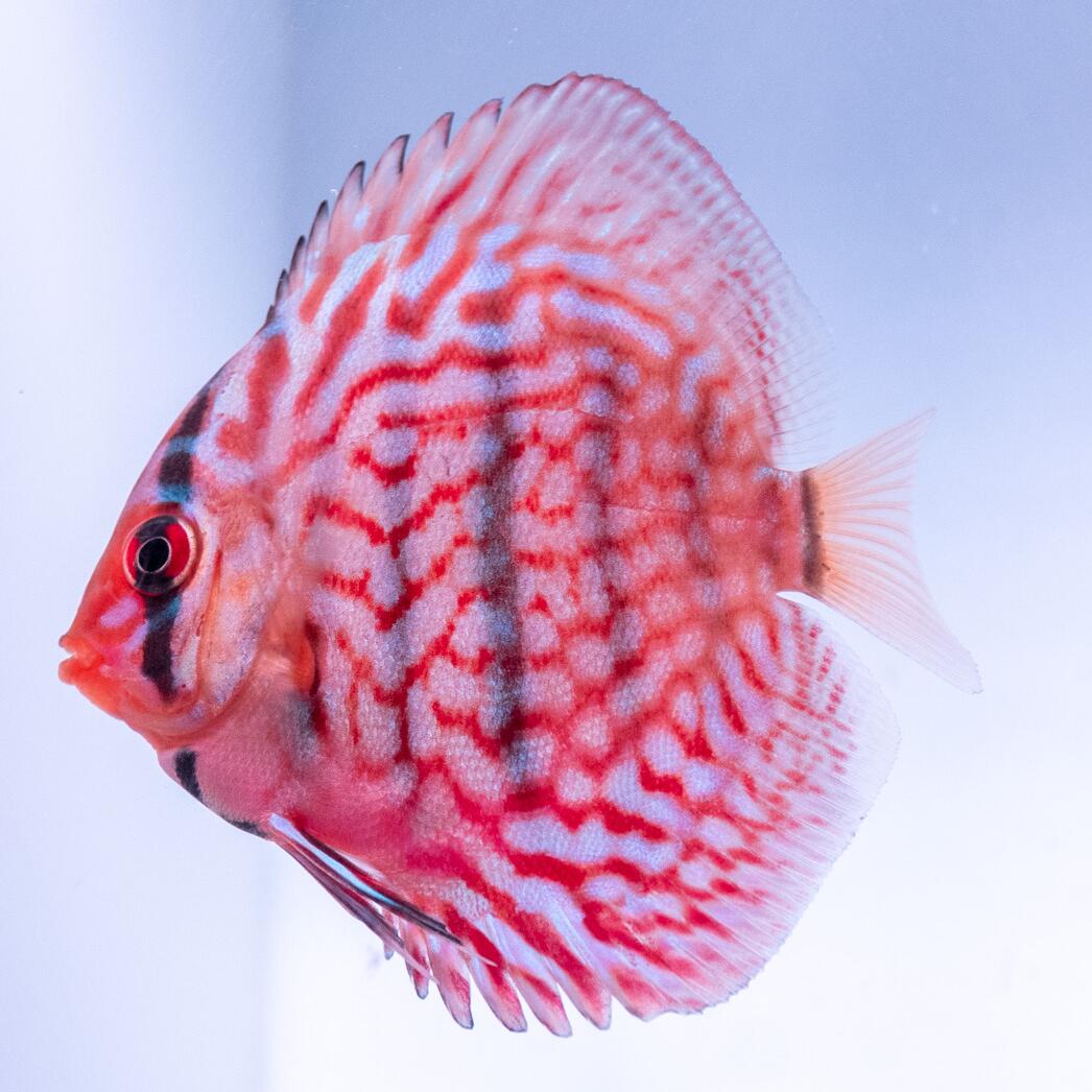 楽天市場】レッドターコイズ・ディスカス 6cm(495-1番/水槽番号:112