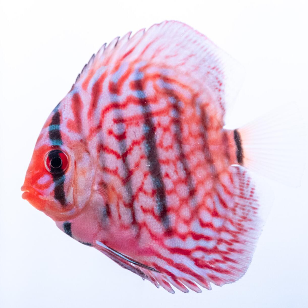 楽天市場】レッドターコイズ・ディスカス 6cm(495-1番/水槽番号:112