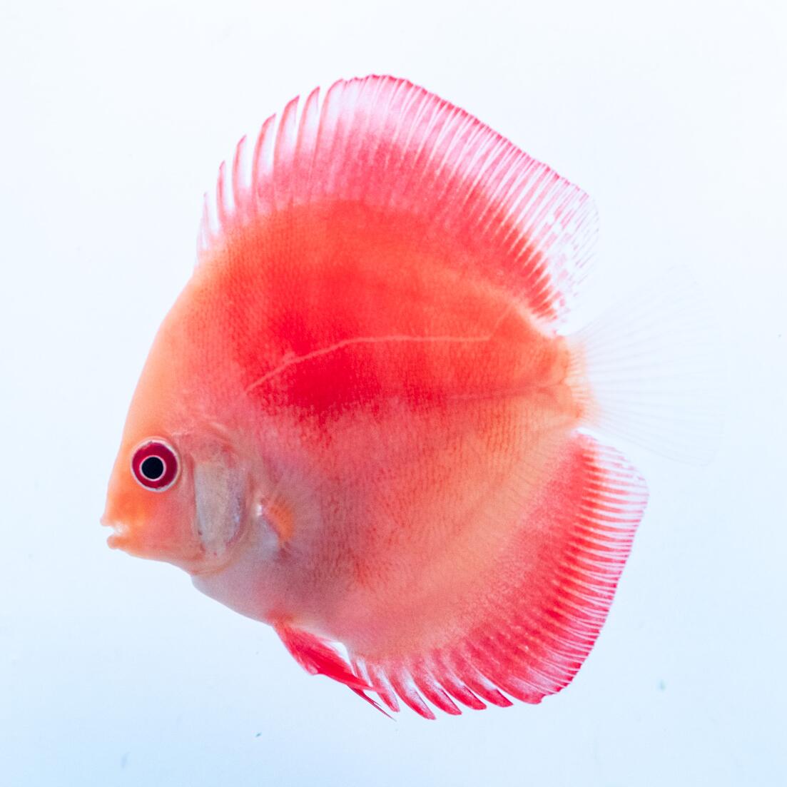 楽天市場】熱帯魚 ディスカス 生体 【レッドメロン・ディスカス】 6cm