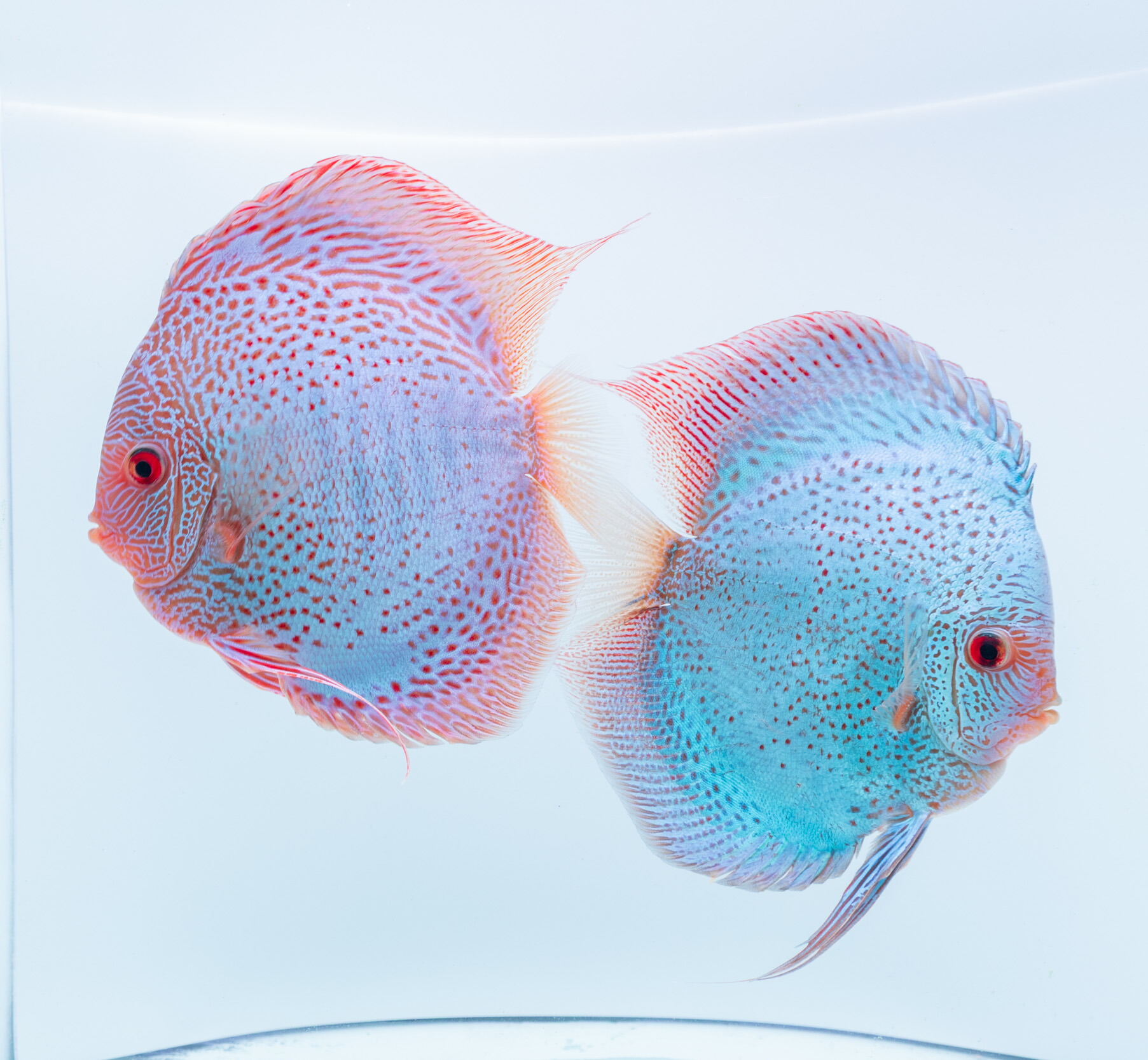 楽天市場】ブルーコブラ・ディスカス ペア 13-14cm±(5098-Pr-1番/水槽