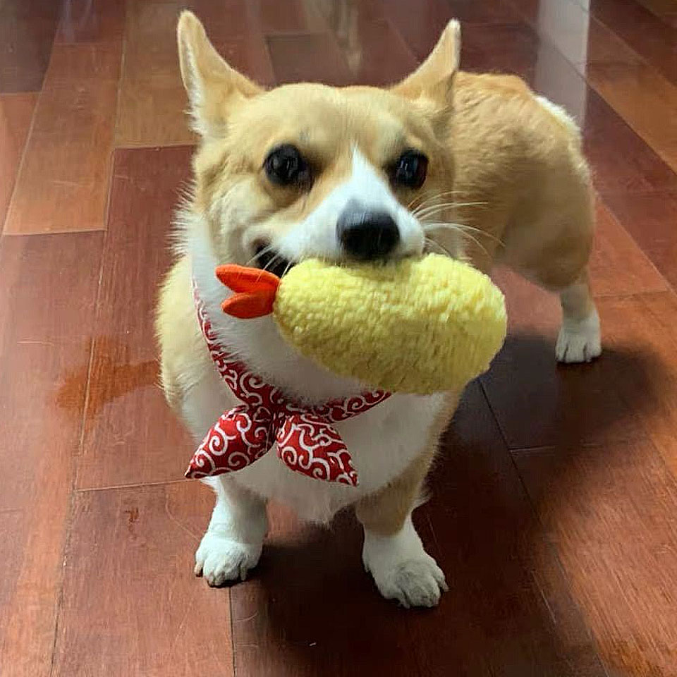 犬 おもちゃ Y4 えび天 えび天ぷら ぬいぐるみ ドッグトイ ペットおもちゃ ペットトイ ペット用品 中型犬 噛むおもちゃ 噛む運動 大型犬 小型犬 海老天 犬猫兼用 犬用おもちゃ 犬用品 犬用噛むおもちゃ 甘噛み 音 音が鳴る 特価 音が鳴る