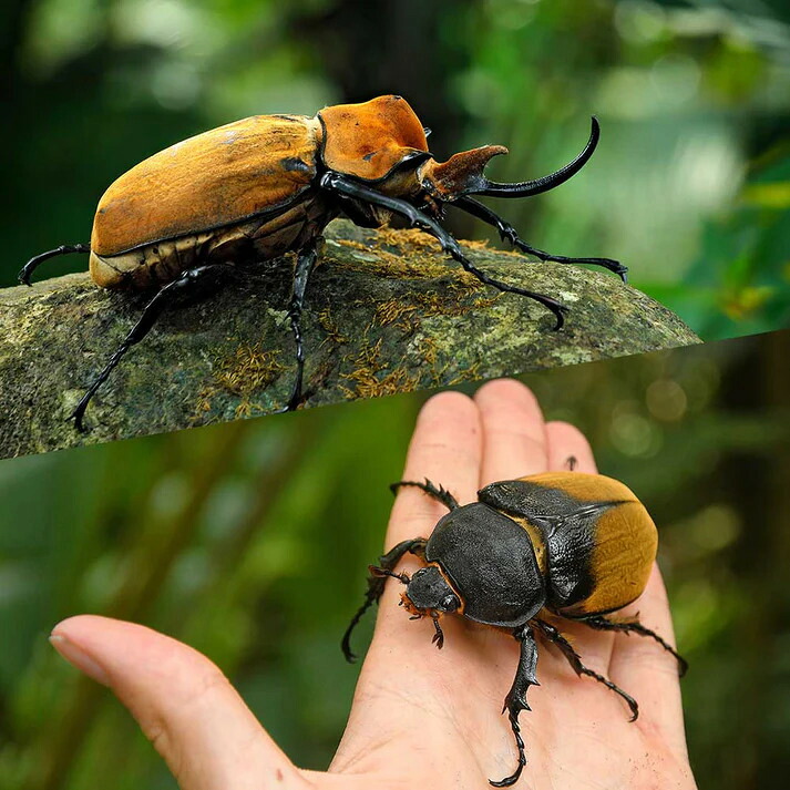 【DMM 昆虫】エレファスゾウカブト 成虫 ペア 90mm以上 生体 ゾウカブト カブトムシ 大型 昆虫 希少 ブリード 飼育 送料無料｜DMM.com 店