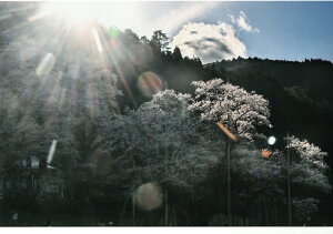 秋元隆良 奇跡の写真 薄墨桜 山の神 開運アート 開運アイテム 開運グッズ 龍 絵 画像 写真 開運 幸運 開運インテリア 運気アップ 開運フォト 開運写真 スピリチュアルグッズ 縁起物 お祝い事 事務所開き 誕生日 プレゼント ギフト 贈り物 グッズ おすすめ 人気