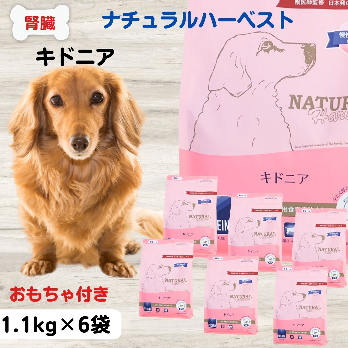 最大限度15％OFFクーポン券取りつくろう ナチュラルハーベスト 犬 腎の臓受け支える 犬 腎の臓病 治療薬食  犬 ボンネット 低リン 犬 食餌治療薬食 腎の臓 ハー限りない キドニア NATURAL Harvest セラピューティックフォーミュラ キドニア 腎の臓 治療薬食 1.1kg×6袋 手あそび差し上げ物