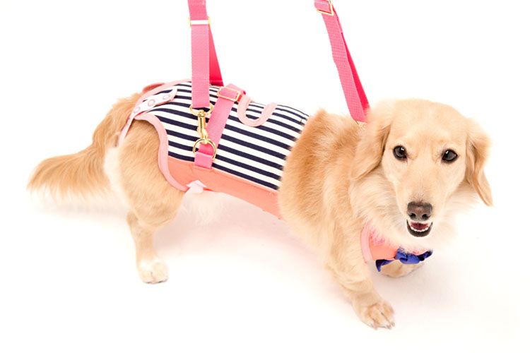 超歓迎 楽天市場 With 歩行補助ハーネスlalawalk小型犬 ダックス用サポーターパッド付 チェリーマリン 2tb0013 11送料無料 犬ハーネス 犬介護 Lalawalk トンボ 歩行補助 小型犬 トンボ S M L D Pet館 ペット館 コンビニ受取対応商品 Www Lexusoman Com