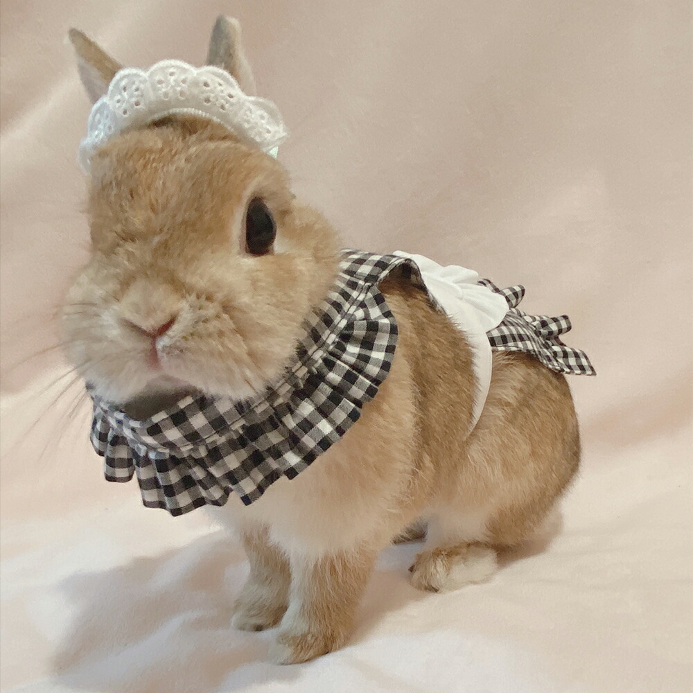 楽天市場 Gracelily フリルエプロン グレースリリー うさぎの服 うさぎ 服 送料無料 ウサギ 兎 ドッグフード 犬用品の店ペネット
