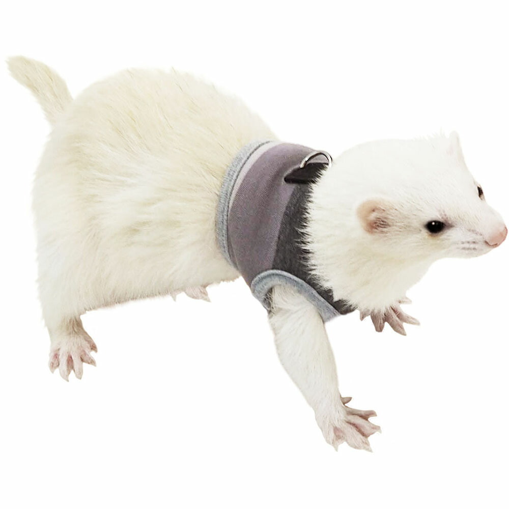 【楽天市場】レインボー ferret ランランハーネスウェア ボーダー ( S M ) [ フェレット ハーネスウェア フェレット用ハーネスウェア 2022 春夏 ハーネス ボーダー ]：豊富