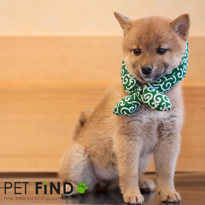 楽天市場 犬用 スカーフ 唐草模様 はちまき 犬のスカーフ かわいい おしゃれ 散歩 犬服の専門店 Pet Find 楽天市場 犬用 スカーフ 唐草模様 はちまき 犬のスカーフ かわいい おしゃれ 散歩 犬服の専門店 Pet Find
