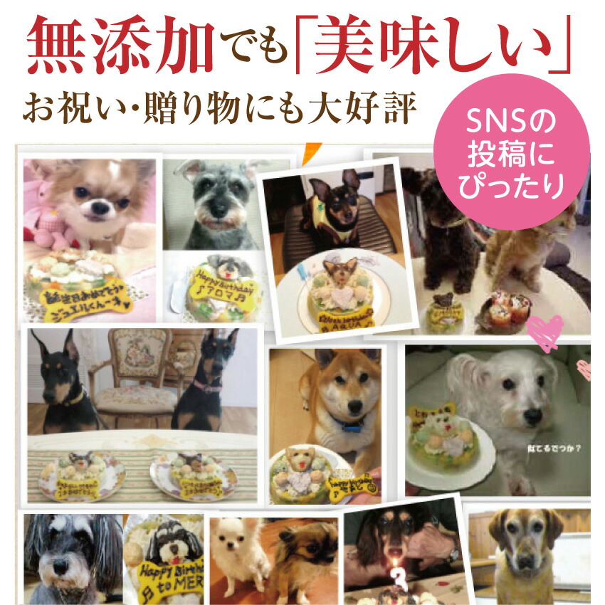 犬用 似顔絵 ケーキ ギャートルズの肉 犬 誕生日ケーキ 無添加 送料無料 Umu Ac Ug