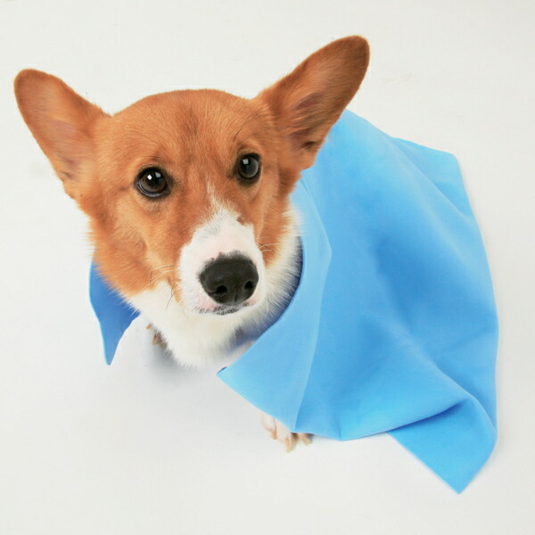 楽天市場 超吸水ペット用タオル Lサイズ Ckt L 犬 猫 ペットタオル 吸収 シャンプー タオル タオルドライ 雨 繰り返し使える アイリスオーヤマ ドッグパーク 3 Of 犬とenjoｙ ドッグパーク