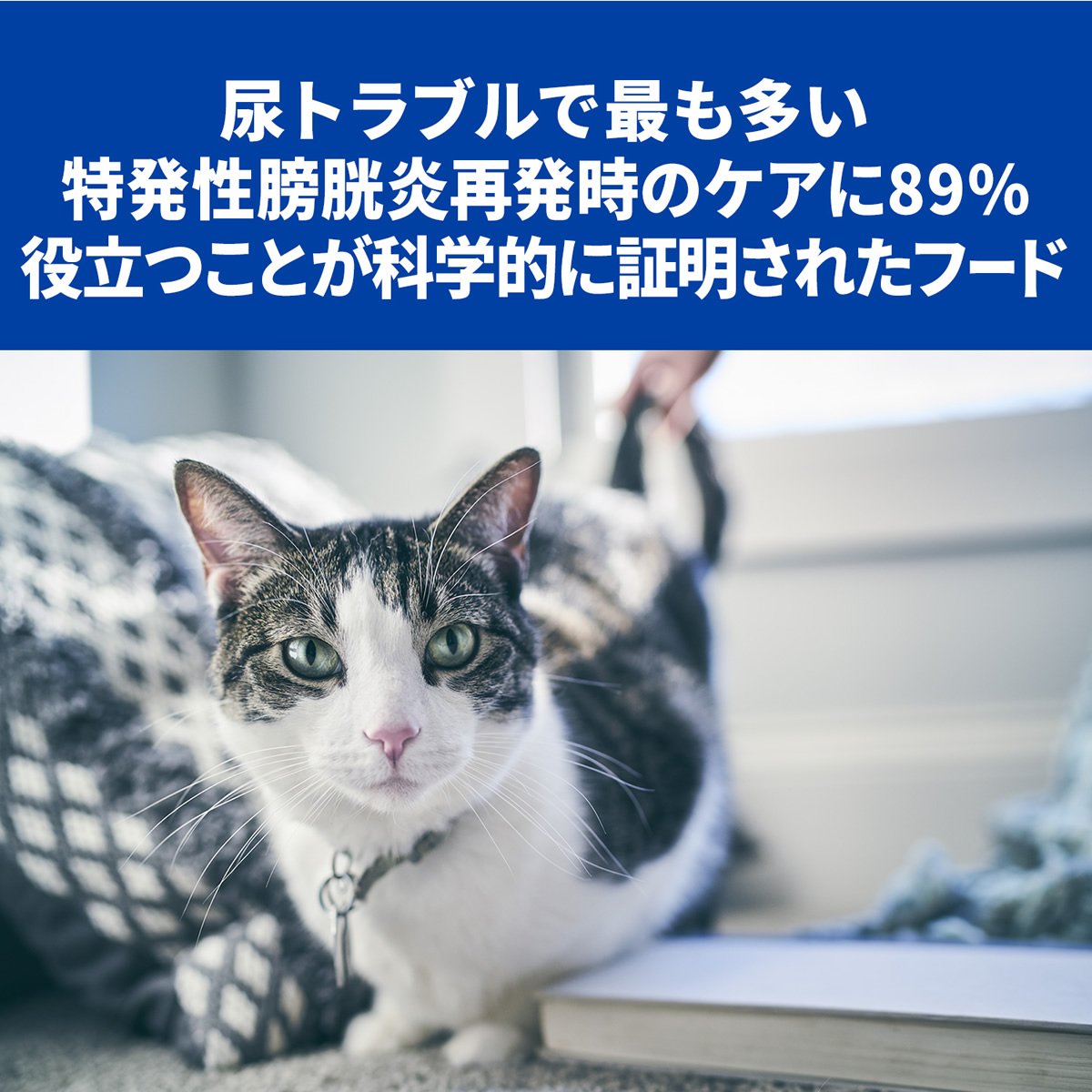 コンフォート 2袋セット ヒルズ 尿ケア マルチケア マルチケア ドライ コンフォート C D ドライ 猫用 2kg ドッグワールド店