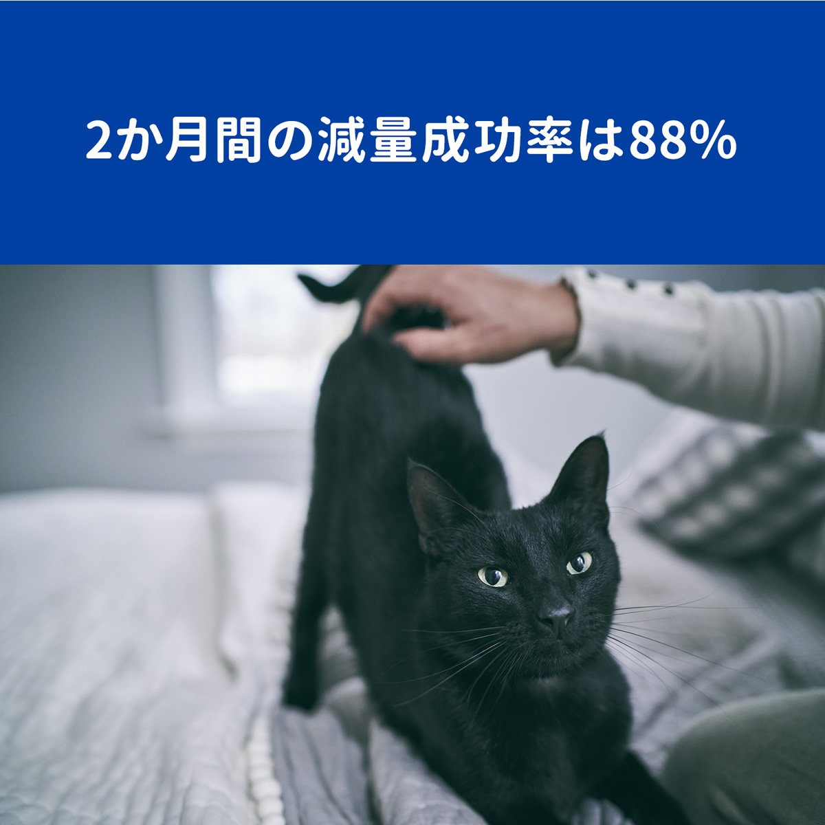 即日出荷 2袋セット ヒルズ 猫用 メタボリックス 体重管理 ドライ 2kg fucoa.cl