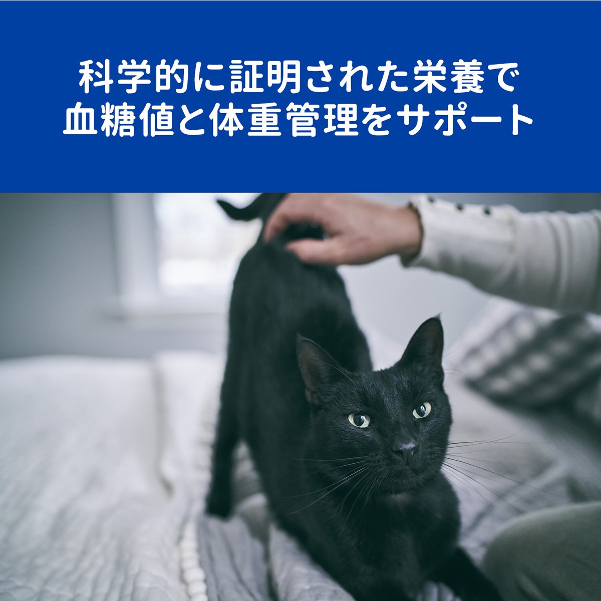 ランキング2022 2袋セット ヒルズ 猫用 m d 糖尿病 体重の管理 低炭水化物 ドライ 2kg 賞味 fucoa.cl