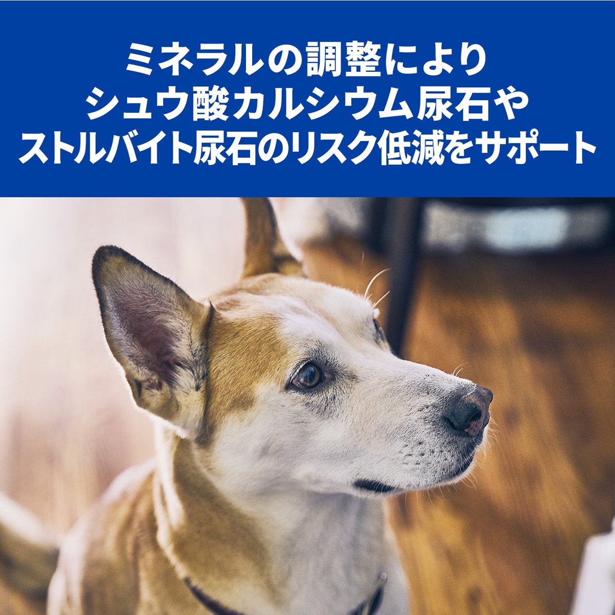 ヒルズ 犬用 尿ケア 小粒c/d 7.5kg+bnorte.com.br