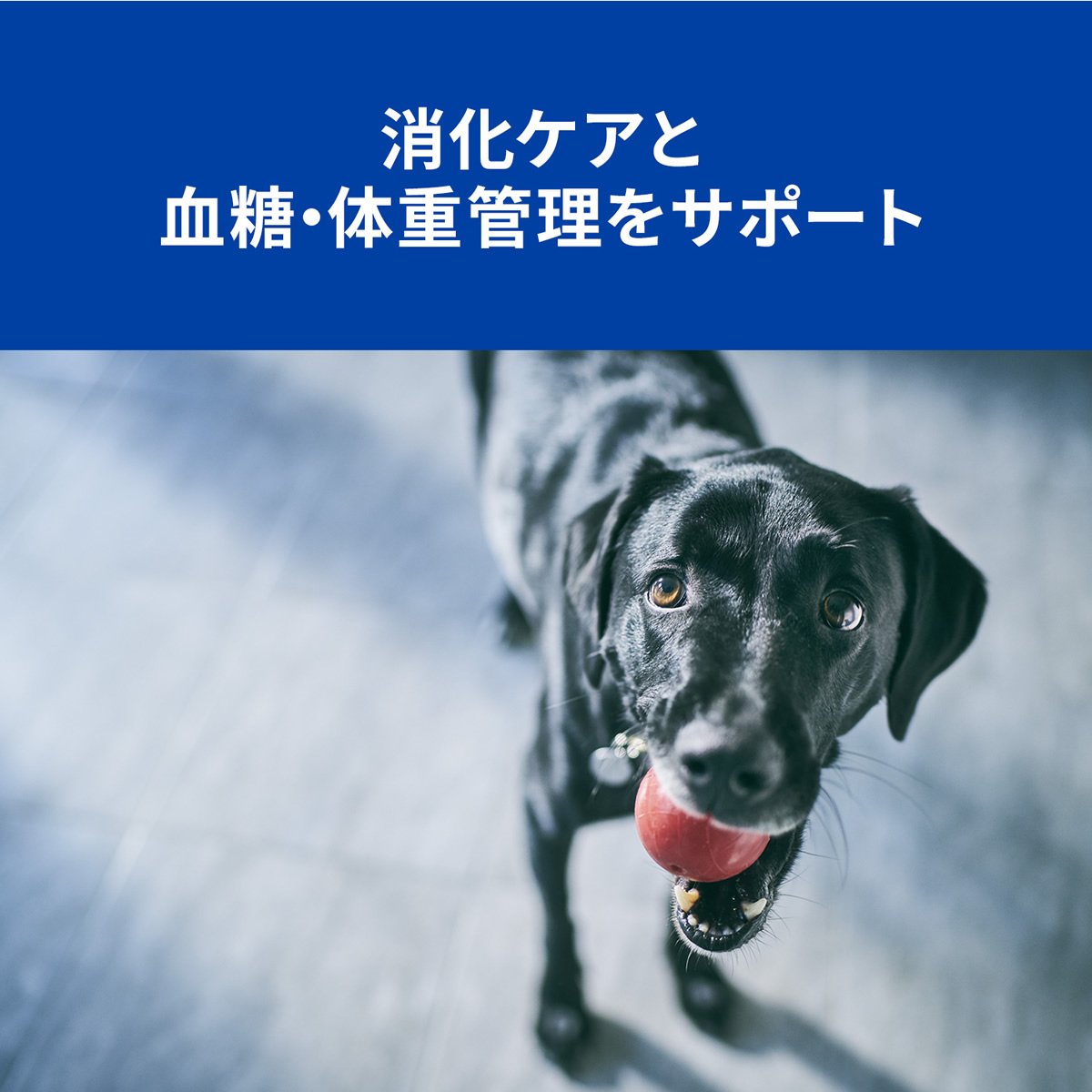 高速配送 2袋セット ヒルズ 犬用 W D 消化 体重 糖尿病の管理 小粒 ドライ 3kg 美しい Psht Or Id