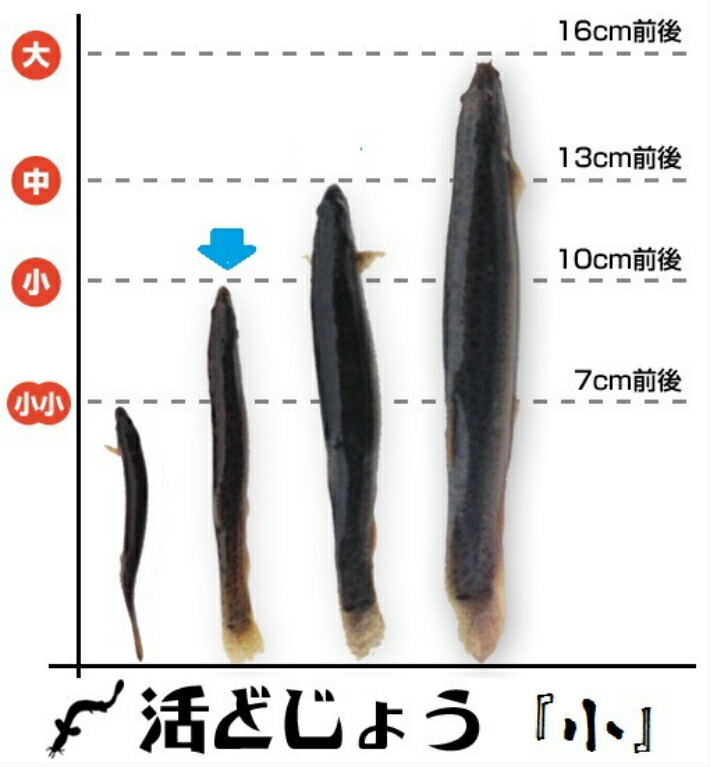 【楽天市場】【レビューを書いて増量キャンペーン】食用 どじょう 500g 小【約10cm 約120匹】活 どじょう 生体 ドジョウ 柳川 鍋 ドジョウ 唐揚げ 料理用：どじょうの大河 ドジョウ 蒲焼 新鮮 ドジョウ：どじょうの大河　楽天市場店