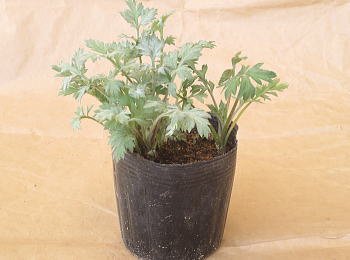 楽天市場】お任せ抜き苗□よもぎ(蓬・艾)□根っこ付き/天然ヨモギ