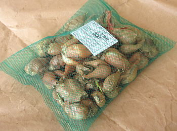 楽天市場】わけぎ 種 球根 苗 500g 植え付け約40箇所分 大粒の在来