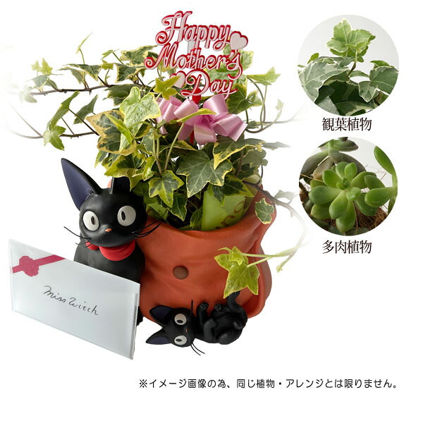 予約商品・母の日植物　ジブリ母の日 魔女の宅急便　ジジからの贈り物　母の日植物・アレンジセット2026　(2パターン・選択式) 生花配送 買い合わせ不可 　梱包送料込