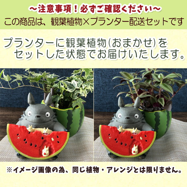 観葉植物 荷作り送料込 同梱不可 スイカ野原から プランターカバー 観葉植物 独自お土産 スタジオジブリ ジブリ グッズ Hotjobsafrica Org