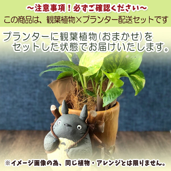 観葉植物 となりのトトロ トトロのお届けよいこらしょ プランターカバー おまかせ観葉植物 アレンジセット スタジオジブリ ジブリ グッズ 梱包送料込 合わせ買い不可 Crunchusers Com