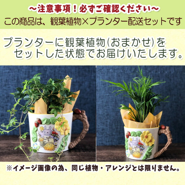 観葉植物 となりのトトロ カップ型プランターカバー トトロとお花のアーチ おまかせ観葉植物 アレンジセット スタジオジブリ ジブリ グッズ 梱包送料込 合わせ買い不可 Marcsdesign Com