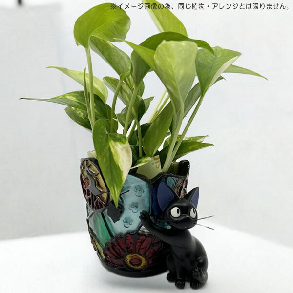 楽天市場】観葉植物 梱包送料込 同梱不可 ジジ ギフト 魔女の