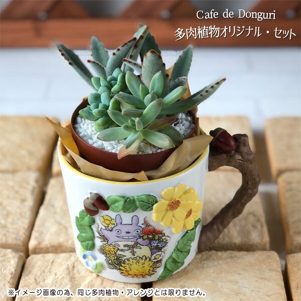 ジブリ　カップ型プランター3種 楽天市場】となりのトトロ カップ型プランターカバー＆フェイク