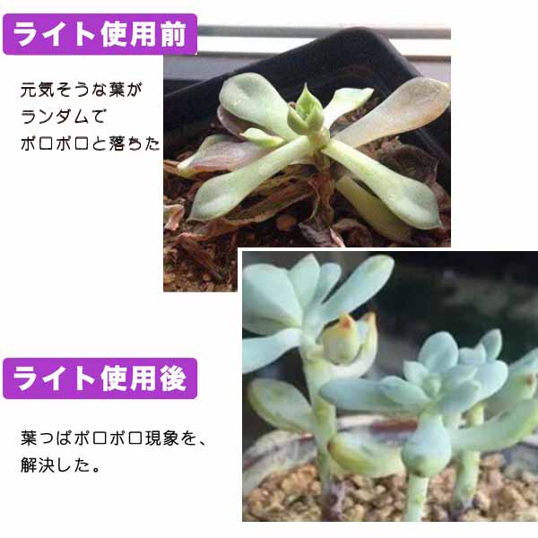 楽天市場 植物育成 ライト Led 水草栽培 温室水耕栽培 ランプ 室内植物育成ライト 多肉植物 育成 成長促進 光合成 日光 日照不足 解消 省エネ 送料無料 Kingyama楽天市場店