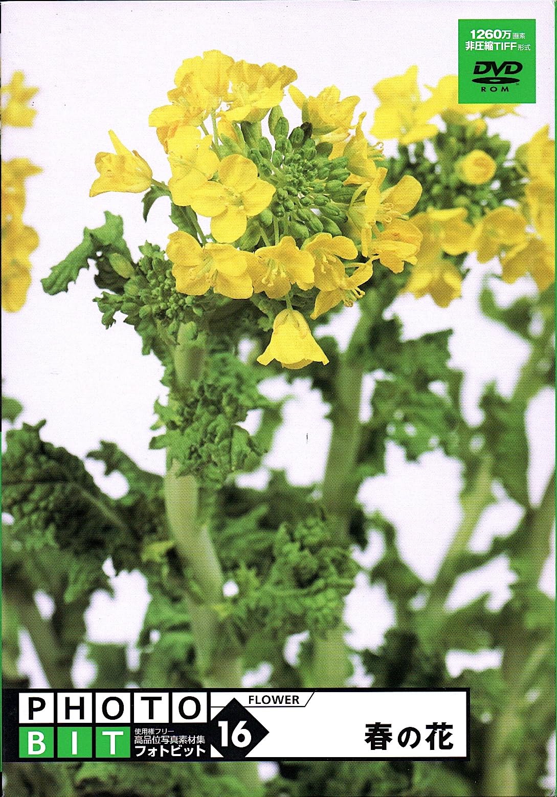 【中古】【人並み外れたに好いたらしい】Photobit 16 春の花 パソコン・周辺機器-その他