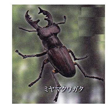 【中古】(未使用･未開封品)　カプセルQミュージアム 日本クワガタムシ大全 【2.ミヤマクワガタ】(単品) 60wa65s