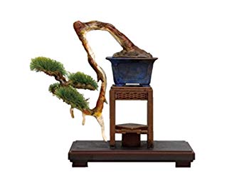 【中古】プラッツ 1/12 ザ・盆栽 参 プラモデル BON-03 dwos6rj