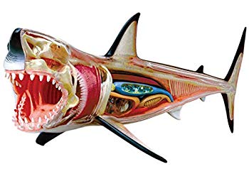 【中古】スカイネット 立体パズル 4D VISION 動物解剖 No.02 ホホジロ鮫解剖モデル 6g7v4d0