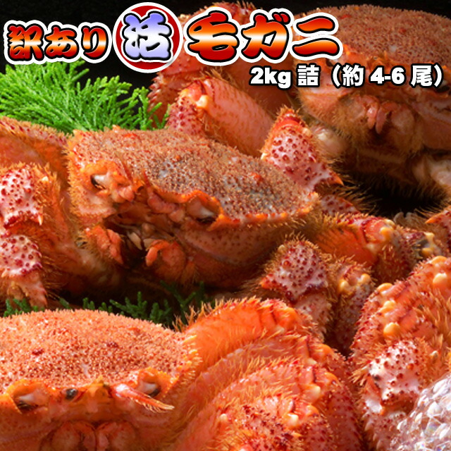 毛ガニ 訳あり 2kg詰（4-6尾入） 送料無料 活毛ガニ 毛がに 毛蟹 ※沖縄は送料別途加算 身入り7割前後 母の日 お花見 ゴールデンウィーク