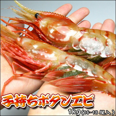 ぼたんえび 子持 ボタンエビ 1kg 送料無料 ※沖縄は送料別途加算 母の日 お花見 ゴールデンウィーク