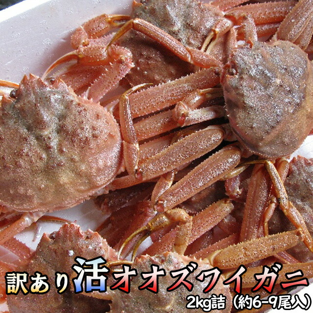 訳あり 活オオズワイガニ 2kg詰 身入り7割前後 送料無料 ※沖縄は送料別途加算 母の日 お花見 ゴールデンウィーク