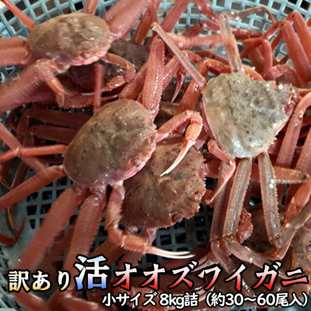訳あり 活オオズワイガニ 小サイズ 8kg詰 身入り7割前後 送料無料 ※沖縄別途送料加算 母の日 お花見 ゴールデンウィーク