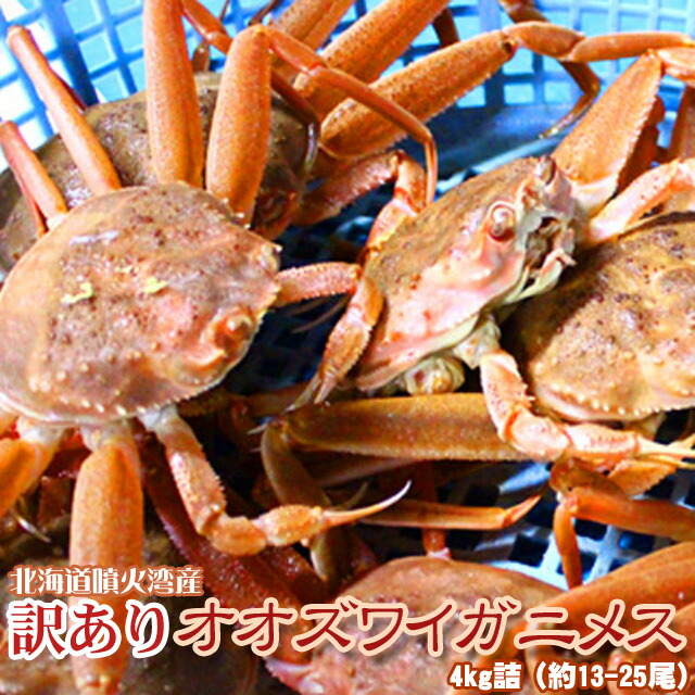 オオズワイガニ メス 活 訳あり 北海道産 4kg（約13－25尾入） 身入り7分前後 送料無料 ※沖縄送料別途加算 母の日 お花見 ゴールデンウィーク