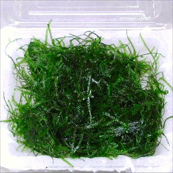 水草 ウィローモス 1パック 北海道 最大66%OFFクーポン 九州 沖縄 離島は発送不可 祝日