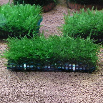 価格は安く 水草 ウィローモスマット 北海道 九州 沖縄 離島は発送不可