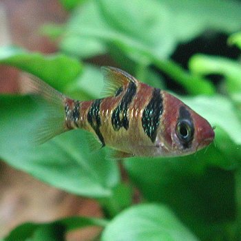 楽天市場 熱帯魚 観賞魚 プンティウス ペンタゾナ ロンボオセラートゥス 2匹セット 北海道 九州 沖縄 離島は発送不可 アクアリウム ドリームシアター