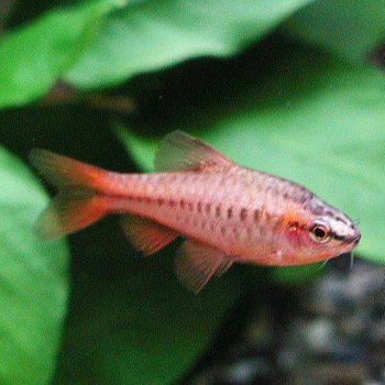 楽天市場 熱帯魚 観賞魚 チェリーバルブ 5匹セット 北海道 九州 沖縄 離島は発送不可 アクアリウム ドリームシアター