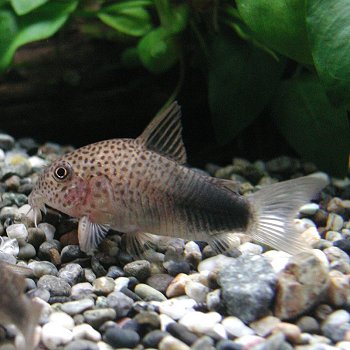 楽天市場 熱帯魚 観賞魚 コリドラス シミリス ワイルド 1匹 北海道 九州 沖縄 離島は発送不可 アクアリウム ドリームシアター