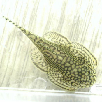 楽天市場 熱帯魚 観賞魚 クロコダイルチャイナバタフライプレコ 1匹 北海道 九州 沖縄 離島は発送不可 アクアリウム ドリームシアター