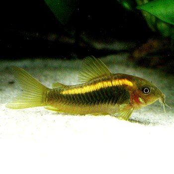 楽天市場 熱帯魚 観賞魚 コリドラス イルミネータス オレンジ 北海道 九州 沖縄 離島は発送不可 アクアリウム ドリームシアター 楽天市場 熱帯魚 観賞魚 コリドラス イルミネータス オレンジ 北海道 九州 沖縄 離島は発送不可 アクアリウム ドリームシアター