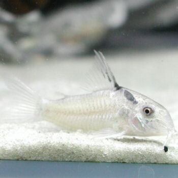 楽天市場 熱帯魚 観賞魚 コリドラス ビクトリア ワイルド 1匹 北海道 九州 沖縄 離島は発送不可 アクアリウム ドリームシアター