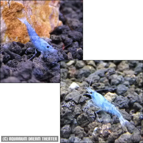 楽天市場 エビ ベルベットブルーシュリンプ 5匹セット オスメス選別不可 北海道 九州 沖縄 離島は発送不可 アクアリウム ドリームシアター