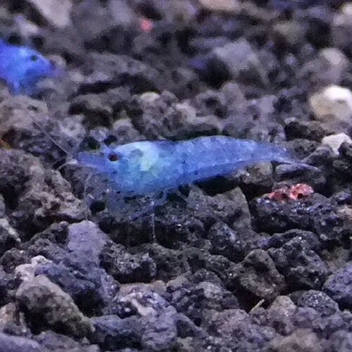 楽天市場 エビ ベルベットブルーシュリンプ 5匹セット オスメス選別不可 北海道 九州 沖縄 離島は発送不可 アクアリウム ドリームシアター