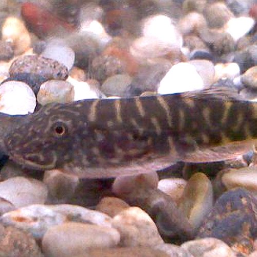 楽天市場 熱帯魚 観賞魚 タイガーストライプ ボルネオプレコ 1匹 北海道 九州 沖縄 離島は発送不可 アクアリウム ドリームシアター